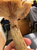 Armillaria mellea image