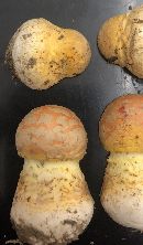 Amanita persicina image