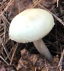 Amanita citrina var. lavendula image