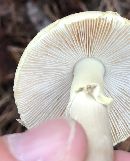 Amanita citrina var. lavendula image