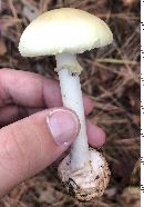 Amanita citrina var. lavendula image