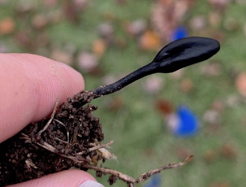 Trichoglossum hirsutum image