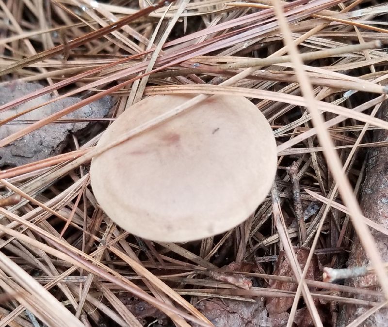 Lactarius imperceptus image