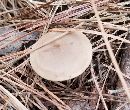 Lactarius imperceptus image