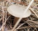 Lactarius imperceptus image