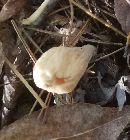 Image of Clavaria pistillaris