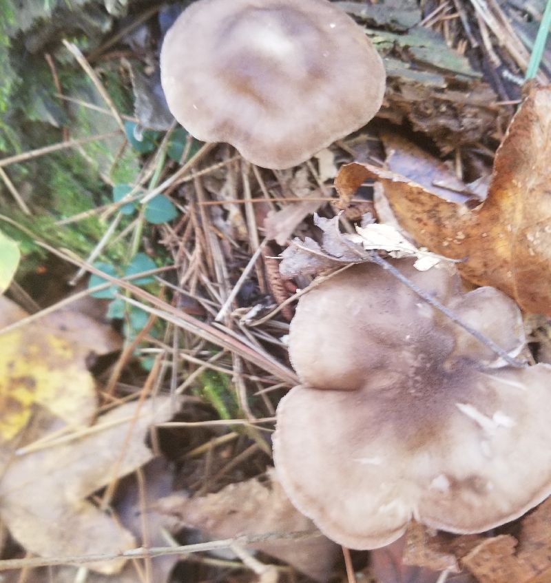 Pluteus cervinus image