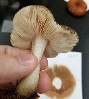 Pluteus cervinus image