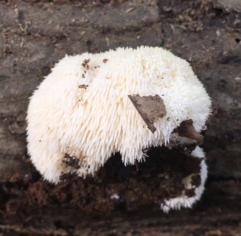 Hericium image