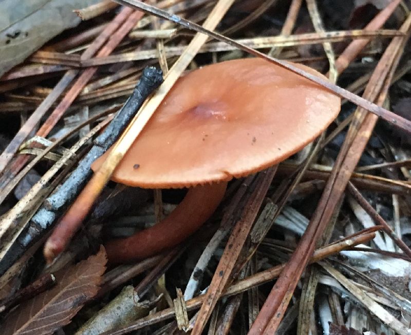 Lactarius fragilis image