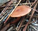 Lactarius fragilis image