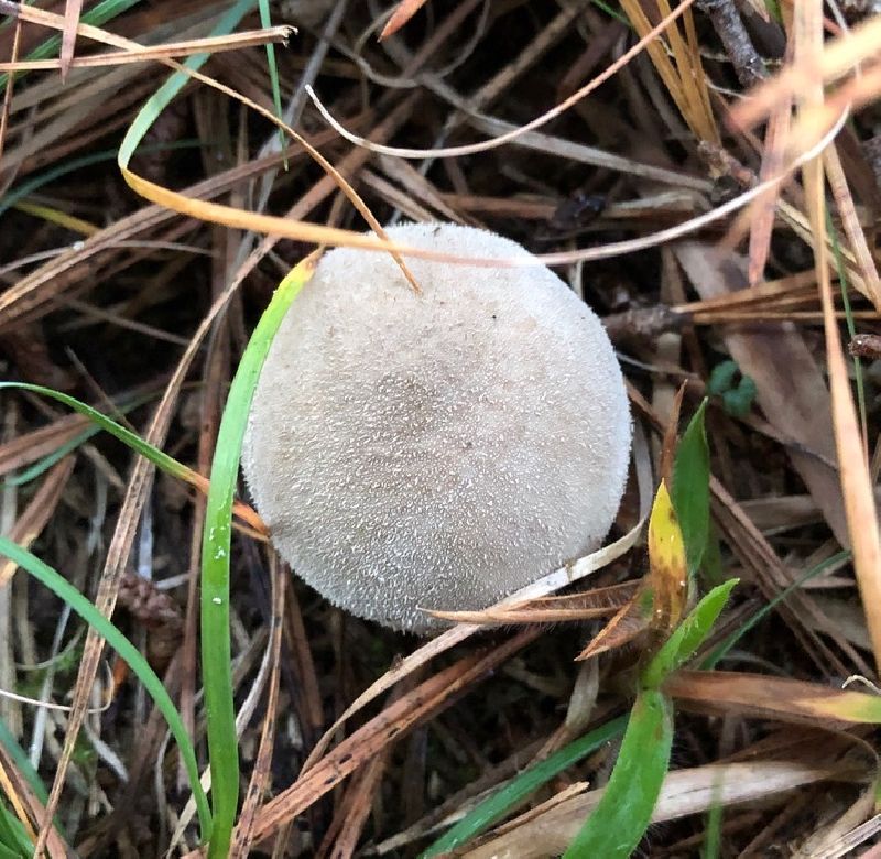 Lycoperdon image