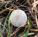 Lycoperdon perlatum image