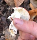 Russula speciosa image