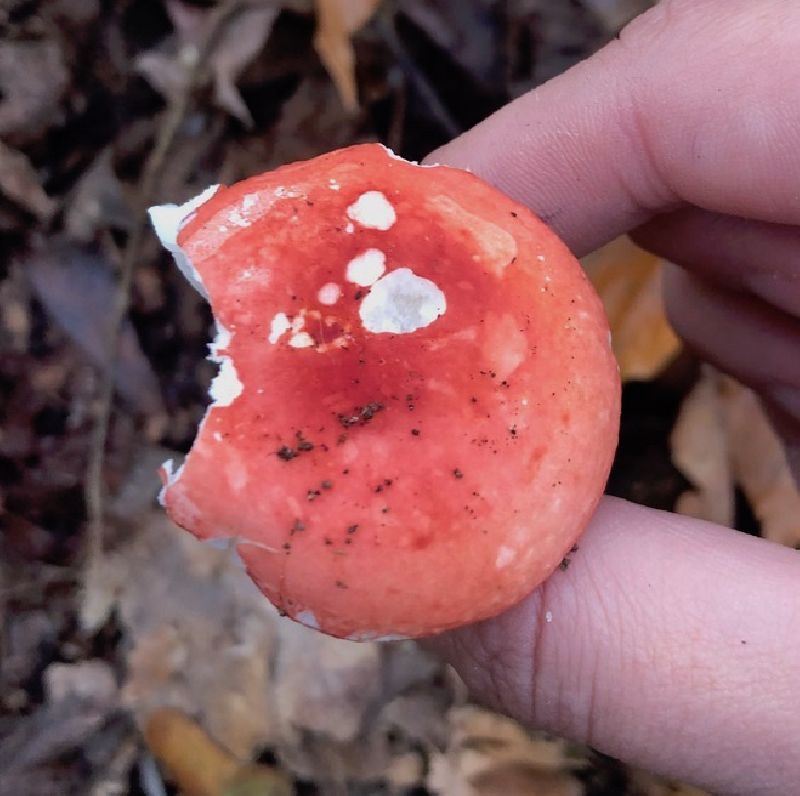 Russula speciosa image