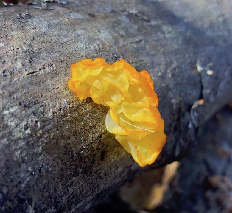 Tremella image