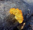 Tremella mesenterica image