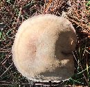 Laccaria ochropurpurea image