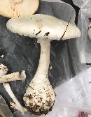 Amanita cokeri image