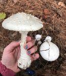 Amanita subcokeri image