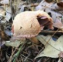 Laccaria ochropurpurea image