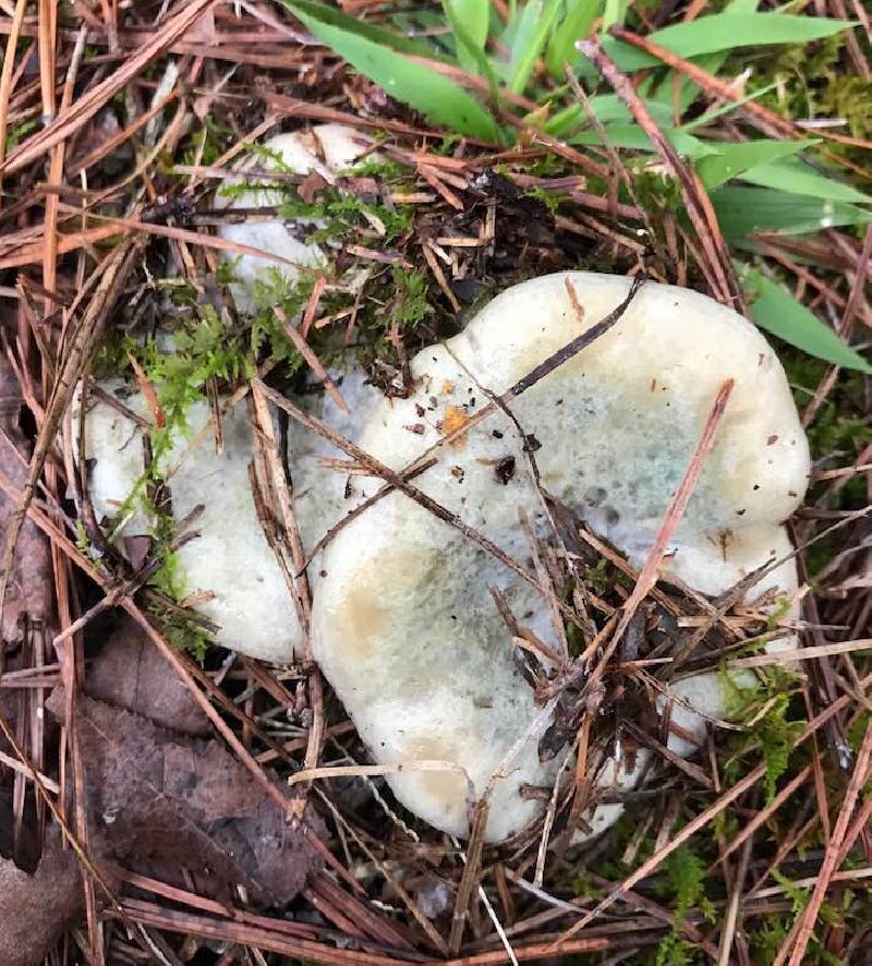 Lactarius paradoxus image