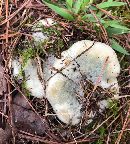 Lactarius paradoxus image