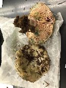 Lactarius paradoxus image