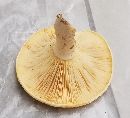 Lactarius psammicola image