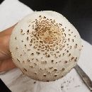 Chlorophyllum molybdites image