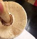 Chlorophyllum molybdites image