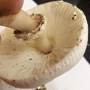 Chlorophyllum molybdites image