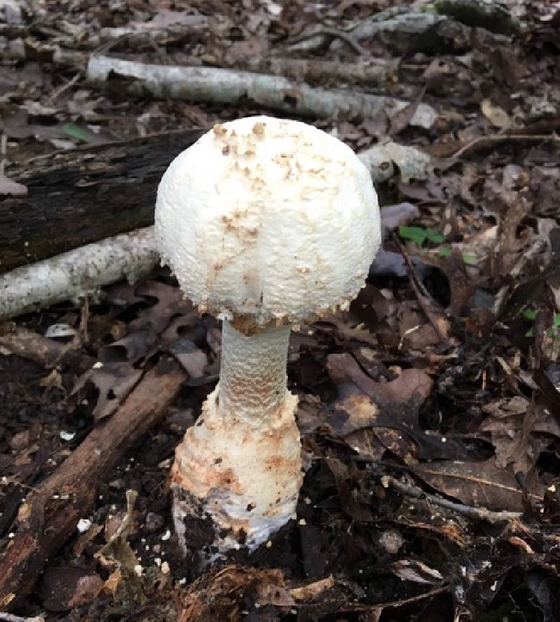 Amanita daucipes image