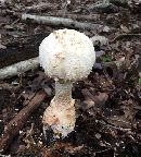 Image of Amanita daucipes