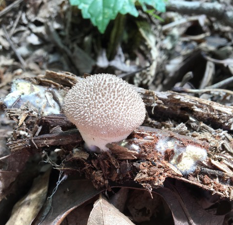 Lycoperdon pyriforme image