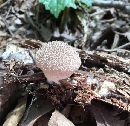 Lycoperdon pyriforme image