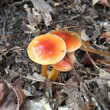 Hygrocybe psittacina var. psittacina image