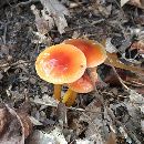 Hygrocybe psittacina var. psittacina image