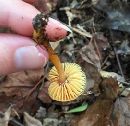 Hygrocybe psittacina var. psittacina image