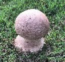 Calvatia cyathiformis image