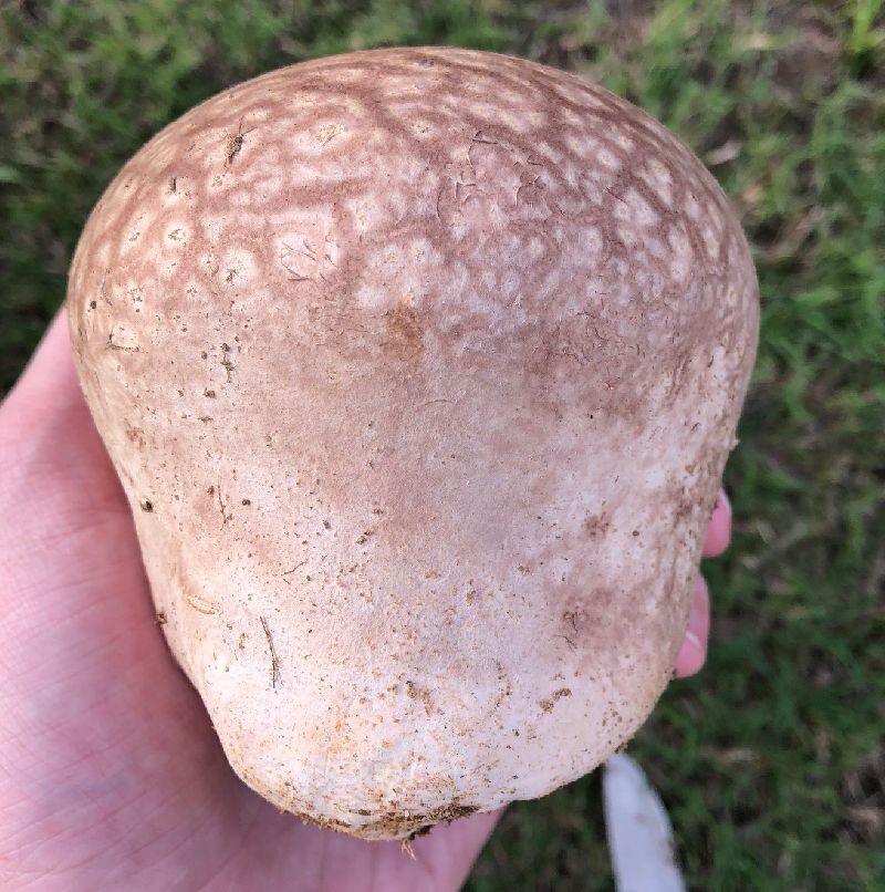 Calvatia image