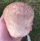 Calvatia cyathiformis image