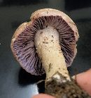 Laccaria ochropurpurea image