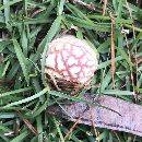 Amanita persicina image