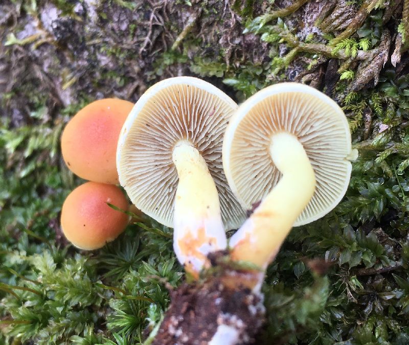 Hypholoma fasciculare image