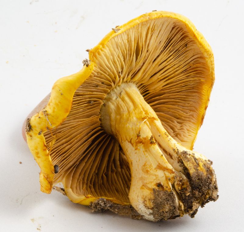 Pholiota image