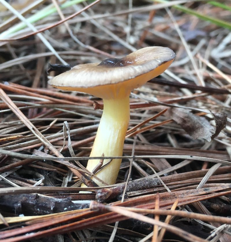 Hygrophorus hypothejus image