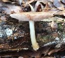 Pluteus cervinus image