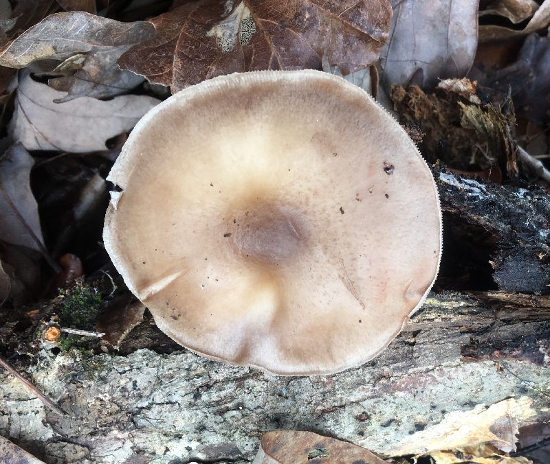 Pluteus cervinus image