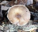 Pluteus cervinus image